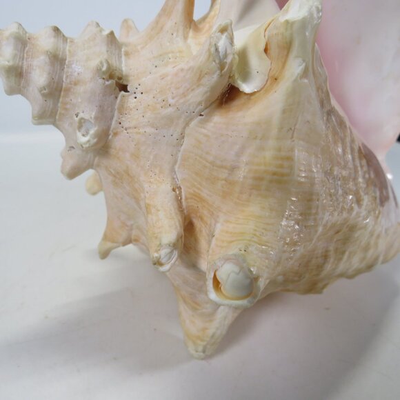 Large Real Conch Sea Shell 9.5" x 7.5" wide 5" tall has some chips - Picture 6 of 8